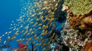 Я не стану ждать тебя на берегу