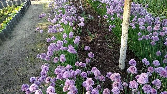 Овощ артишок. 2 способа посадки смотреть онлайн