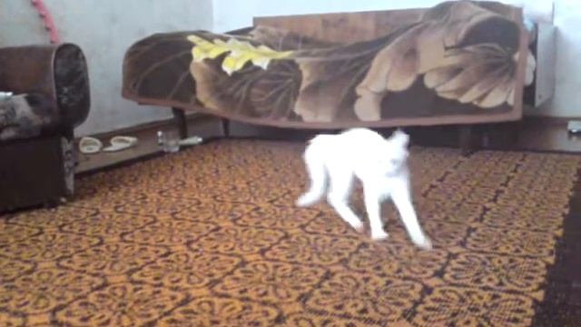 Прикол с кошаком (Лакси) смотреть онлайн