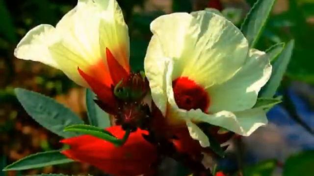 Hibiscus Sabdariffa, L