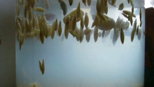 Овес в невесомости! смотреть онлайн