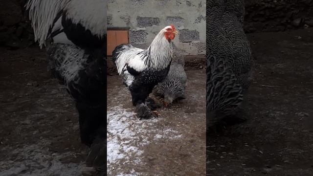 куры Брама темная#shorts смотреть онлайн