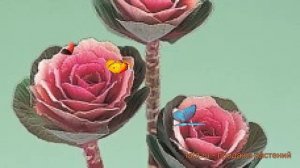 Капуста декоративная Пинк ? декоративная капуста Пинк обзор: как сажать, семена капусты Пинк