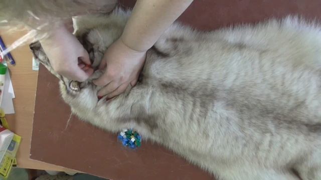 Выравнивание и растяжка меховой шкурки