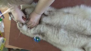 Выравнивание и растяжка меховой шкурки