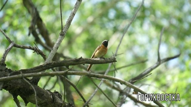 Обыкновенная горихвостка июнь 2022 смотреть онлайн