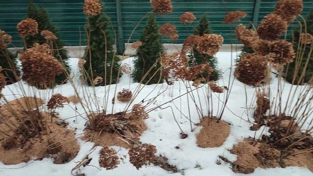 10.01.2022 г. Древовидные и Дуболистные Гортензии зимой смотреть онлайн