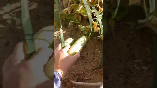 Армянский огурец? смотреть онлайн