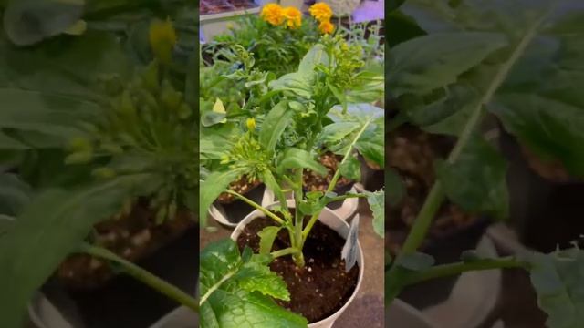 Growing Sorrento Broccoli Raab Rabe Indoors Seed to Harvest #organicgardening смотреть онлайн