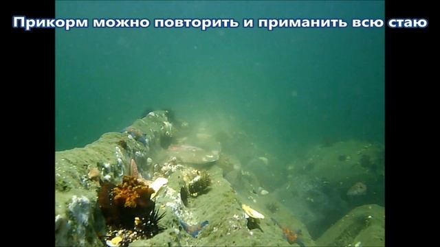Как приманить стаю ершей. Морская рыбалка. We catch sea perch. смотреть онлайн