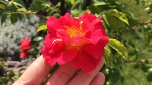 Rose Bajazzo от Kordes ! Роза Баяццо , второе лето, описание сорта моими наблюдениями