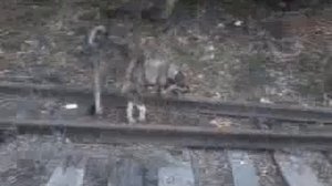 Электричка сбивает собаку - кровь, кишки, жесть!