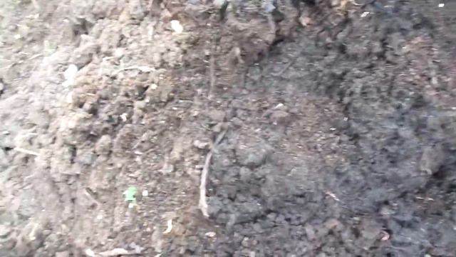 Вермикультивирование - стадность Eisenia fetida 07.05.2014 1 смотреть онлайн
