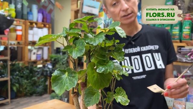 Полисциас Грин Лимон - декоративно лиственный красавчик для комнатного озеленения смотреть онлайн