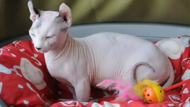Dwelf cats 101 animal planet смотреть онлайн