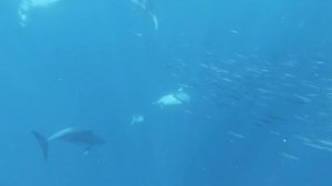 Медитация под ЗВУКИ ДЕЛЬФИНОВ и ОКЕАНА. Релакс. Белый шум. АСМР.