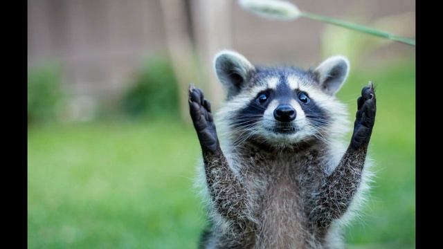 Уморительные енотики смотреть онлайн