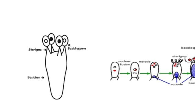 Basidiomycetes смотреть онлайн