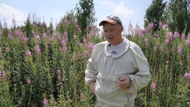 Медоносы смотреть онлайн