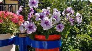 Моя лучшая петуния это  грандифлора призм синие жилки. Где лучше в горшках или в открытом грунте