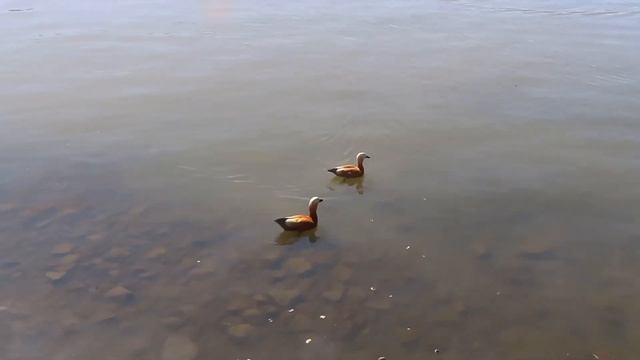 Москва, южнопортовые уточки в Кожуховском затоне (Moscow ducks apr.2022) смотреть онлайн