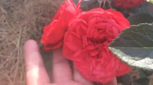 Роза Ред Пиано Red Piano- 1-ое цветение по. Мариана и Михаил/Life in the village