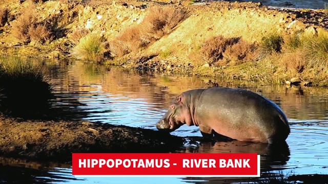 ANIMAL HOME | Animal And Their Home | Animal Names And Sound