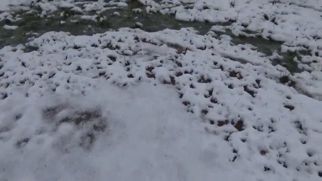 ?❄Самый ранний первый снег за мою жизнь! Снегоармагеддон в Ленобласти 8 октября 2023 года?❄ смотреть онлайн
