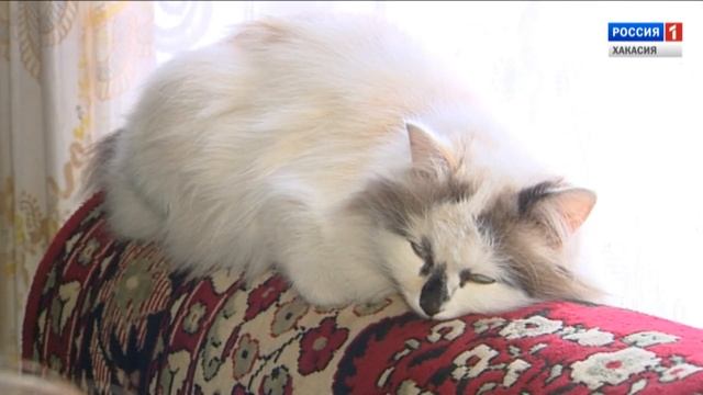 ЧЕБОДАЕВЫ ИЗ УСТЬ_ЕСЬ смотреть онлайн