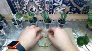 Как размножить фиалку фрагментом листа? Все варианты здесь!