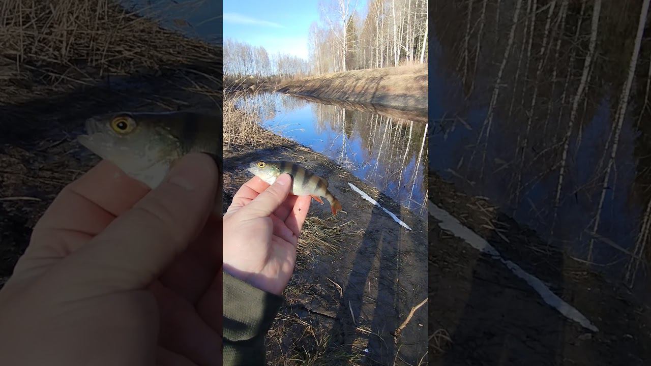 Рыбалка на поплавок.Ловим окуня весной. #рыбалка #shortvideo #fishing #fishingvideo смотреть онлайн