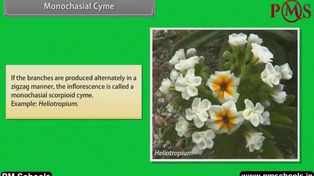 NCERT|CBSE Class-11-Biology|Morphology of Flowering Plants-Inflorescence|Animation in Eng|easy & Fu смотреть онлайн