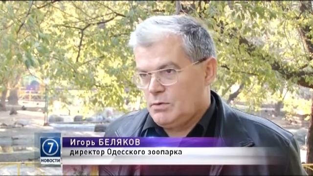 В Одесском зоопарке в Хэллоуин можно будет увидеть привидение смотреть онлайн