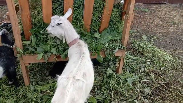 Козы едят траву из кормушки