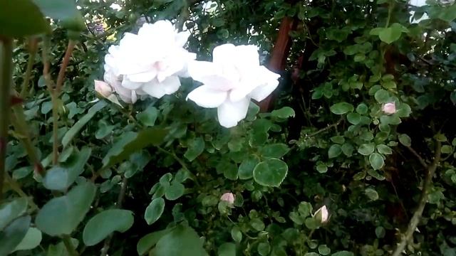 Роза Нью Доун