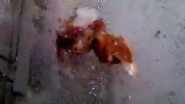 Куры ваще петухи :D смотреть онлайн