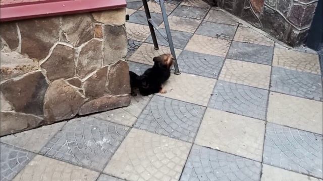 Как выбрать Йорка?Мини и стандарт какая разница! смотреть онлайн