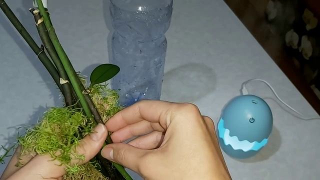 Детки растут/ эксперимент удался/ орхидеи на срезанных цветоносах/ живой мох вместо испорченного смотреть онлайн