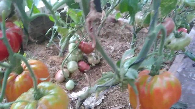 Коллекционные сорта томатов в Беларуси. смотреть онлайн