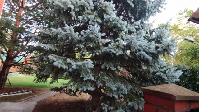 обрезка ели часть 2 смотреть онлайн