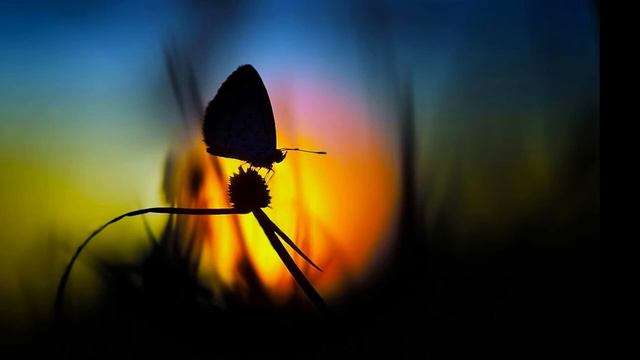 Хуанова Грамота : сравнение и спецификация путей Абеляр, Доннер, Кастанеды. смотреть онлайн