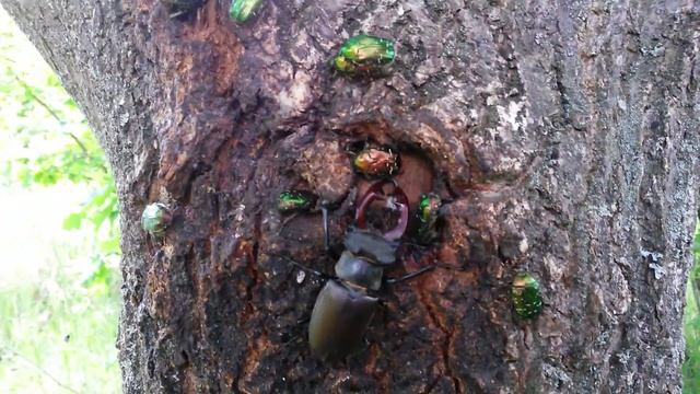 насекомые жук-олень