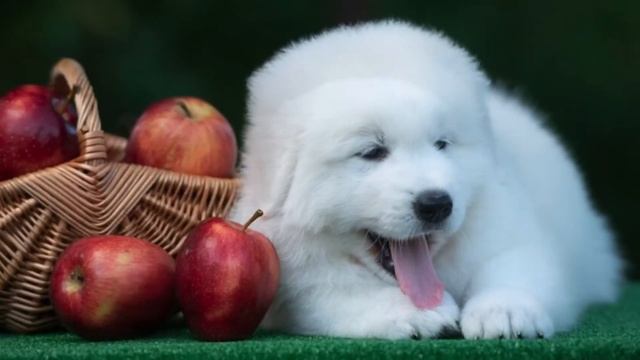 Https://www.maremma-puppy-best.com/ ХРАНИТЕЛИ ЛЕСА 2020 мареммо-абруцкая овчарка, щенки