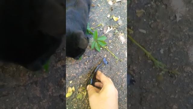 Ловлю канального сомика на улитку! смотреть онлайн