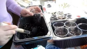 КАК пикировать ГВОЗДИКУ ШАБО. Гвоздика шабо от А до Я. ЧАСТЬ 2.