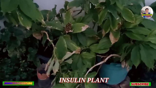 Nakakagulat! Ang halamang nagkakahalaga ng milyong peso. Badiang plant #badiang смотреть онлайн