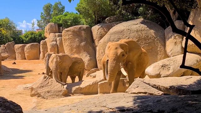 BIOPARC Valencia - A Visit to the World's Most Immersive Zoo Experience 🇪🇸 смотреть онлайн