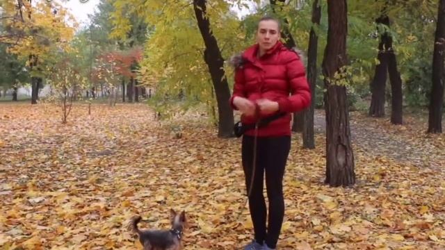 Как научить йоркширского терьера команде "Ко мне" самостоятельно? Возможно ли это? смотреть онлайн