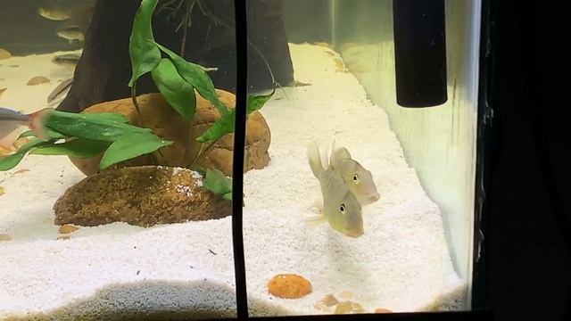 BREEDING CICHLIDS! Geophagus Steindachneri! смотреть онлайн