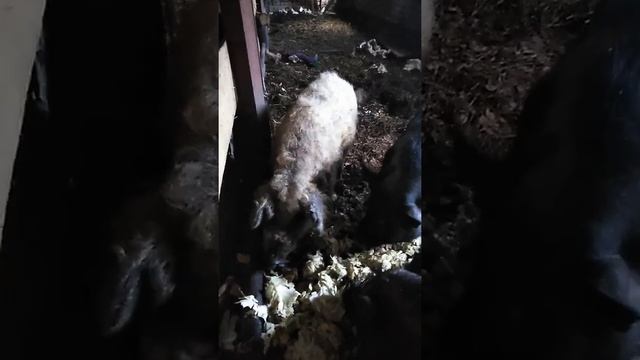 Пуховая мангалица. Содержание вместе с вьетнамскими свиньями. смотреть онлайн